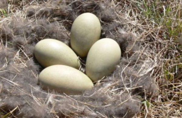 Яйца утки Гаги в гнезде