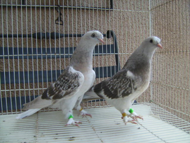 Два бойных голубя в клетке