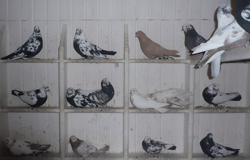 Свердловские высоколетные голуби в голубятне
