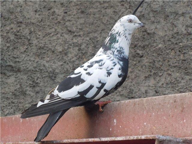 Фото бакинского мраморного голубя