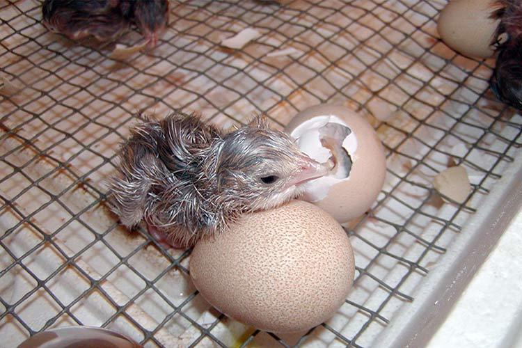 Фото вылупившегося цесарята возле яйца