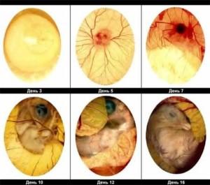 Развитие детеныша цесарки на 3,5,7,10,12,15 дни в яйце