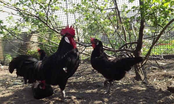 Черные курица и петух испанской породы