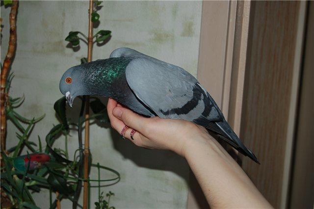 Фото истощенного голубя в руке