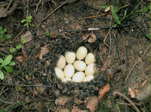 Яйца утки в гнезде