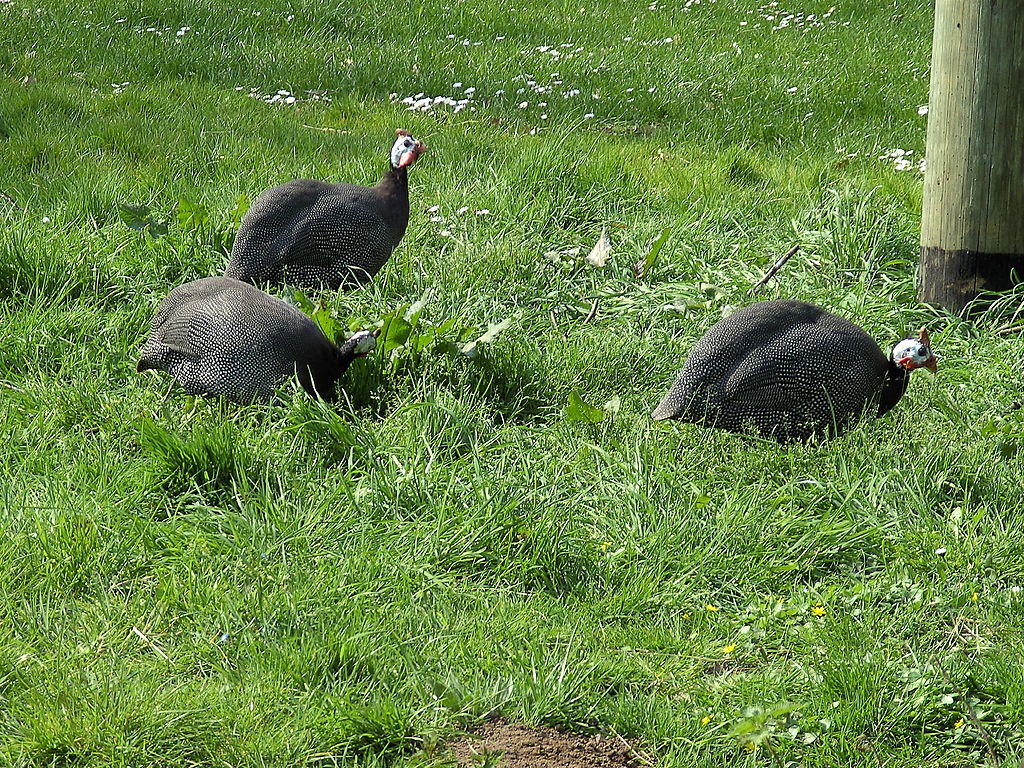 Три цесарки в траве
