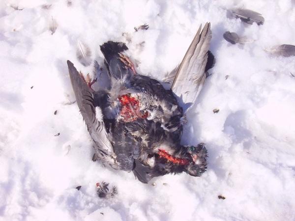Мертвый голубь с ранами