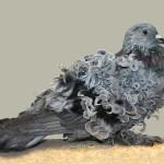 Фото декоративного сизого голубя