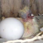 Птенец голубя рядом с яйцом