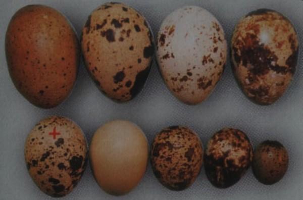 Размеры перепелиных яиц