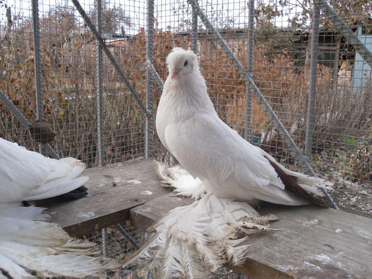 Фото северокавказского бойного голубя
