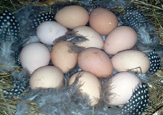Яйца цесарки в родном гнезде
