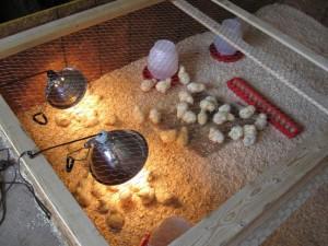 Фото клетки с цыплятами, которая обогревается лампой