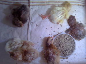 Суточные цыплята возле емкости с зерном