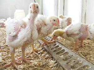 Фото больных цыплят возле кормушки в курятнике