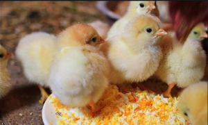 Цыплята едят покрошенное яйцо