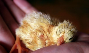 Фото цыпленка после рождения в руке