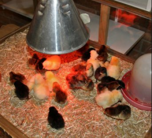 Ультрафиолетовая лампа для цыплят