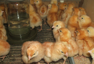 Фото цыплят возле поилки