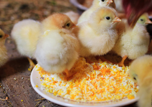 Цыплята едят вареное яйцо