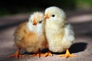 Фото двух желтых цыплят