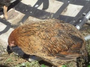 Фото курицы, которая болеет хроническим пастереллезом