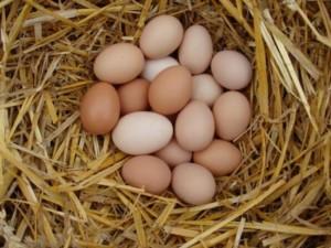 Куриные яйца в гнезде
