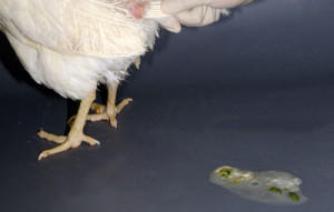 Фото помета цыпленка зеленого цвета