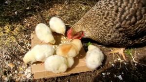 Цыплята едят вареное яйцо из картонки