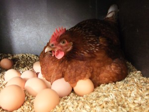 В куриных яйцах присутствуют 12 основных витаминов