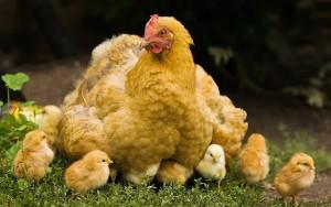 Фото курицы с цыплятами