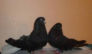 Два голубя с черным оперением