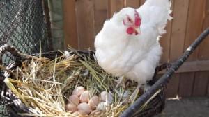 Фото курицы возле гнезда с яйцами