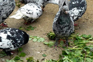 Домашних голубей полезно кормить зеленью