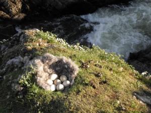 Фото гусиного гнезда с яйцами