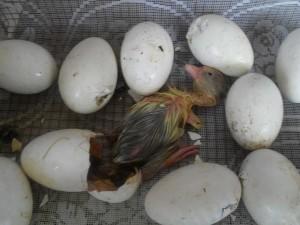 Фото инкубационного яйца гуся