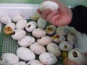 Первую неделю яйца переворачивают 4 раз в сутки
