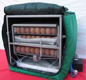 Фото яиц в инкубаторе