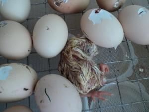 Фото цыпленка после вылупления из яйца