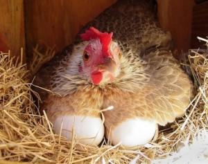 Курица высиживает яйца в гнезде