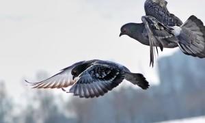 Два диких голубя во время полета