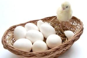 Сколько яиц несет курица в день и как улучшить результаты