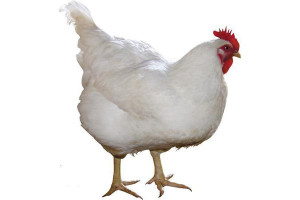 Фото курицы белого цвета