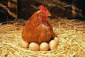 Курица высиживает яйца в курятнике 