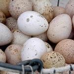 Фото корзинки с индюшиными яйцами