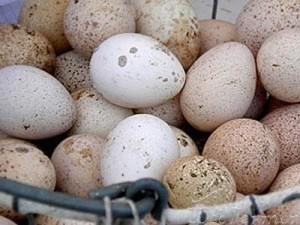 Индюшка может снести 100 – 175 яиц в год