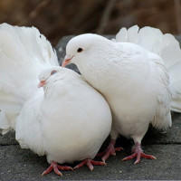 Два декоративных белых голубя