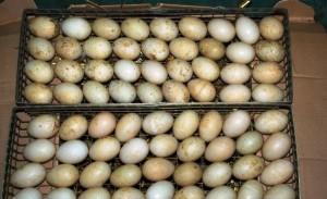 Яйца индюков в ящиках