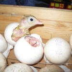 Индюки вылупляются из яиц