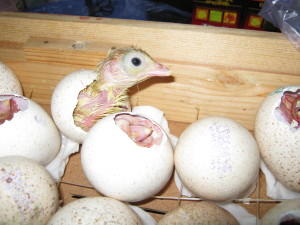 Индюки вылупляются из яиц